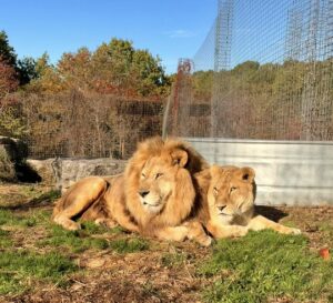 two lions lounging in a habitat at National Tiger Sanctuary