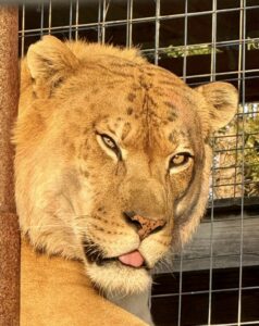 Liger looking at the camera