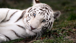 National Tiger Sanctuary Branson, Missouri