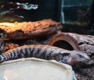 Critter Center at Butterfly Palace Branson Missouri — live reptiles and amphibians from the rainforest