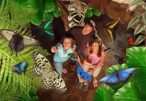 Butterfly aviary inside the Butterfly Palace Branson Missouri — live exotic butterflies landing on visitors