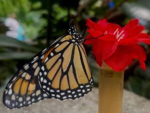 Flight of the Butterflies 3D film at Butterfly Palace Branson — the monarch migration story in the Rainforest Theater