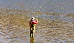 Fly fisherman wading Lake Taneycomo below Table Rock Dam catching rainbow trout near Branson Missouri