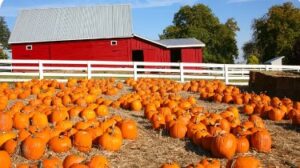 Pumpkins lined up outside a barn at a family farm near Branson