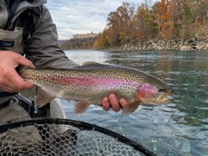 Rainbow trout caught on Lake Taneycomo's cold tailwater in autumn — Branson trout fishing